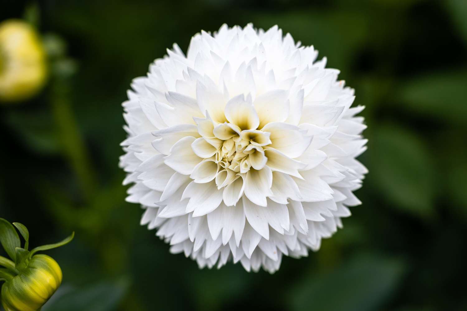 Daalia 'Myama Fubuki'
